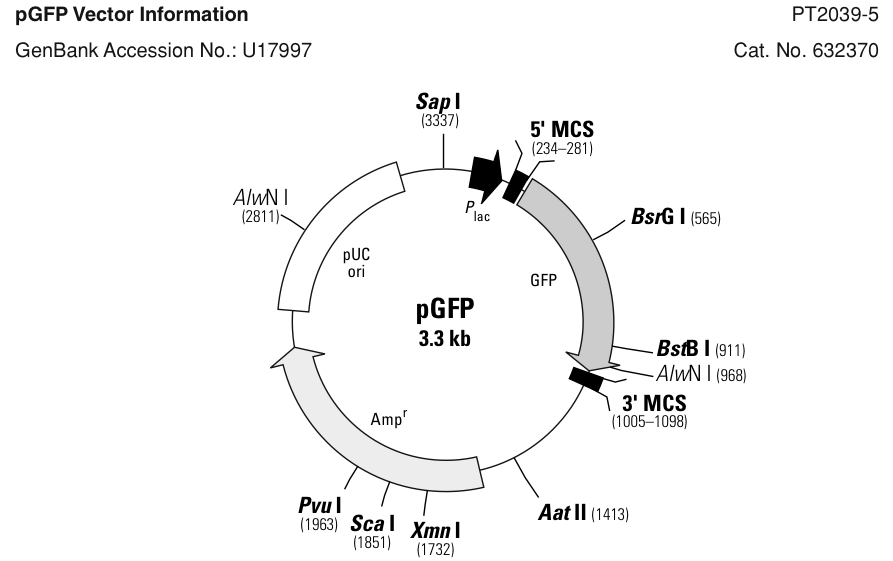 pGFP plasmid map from Clontech