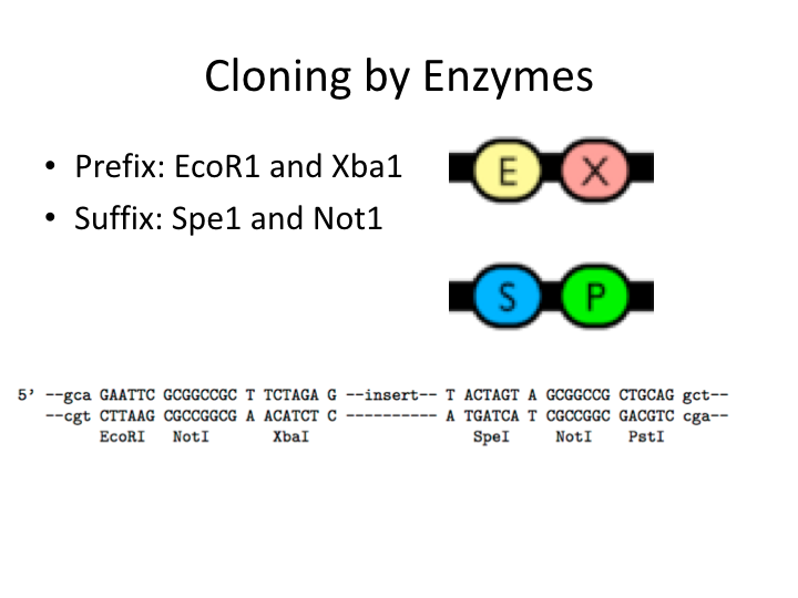 Pre- and Suff-ix DNA sequences