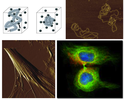 Random walk models, AFM images of molecules and cells and cytokinesis