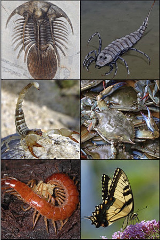 Examples of Arthropods