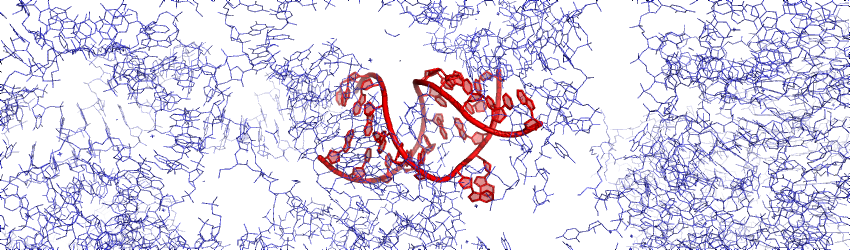 A-site RNA in Ribosome