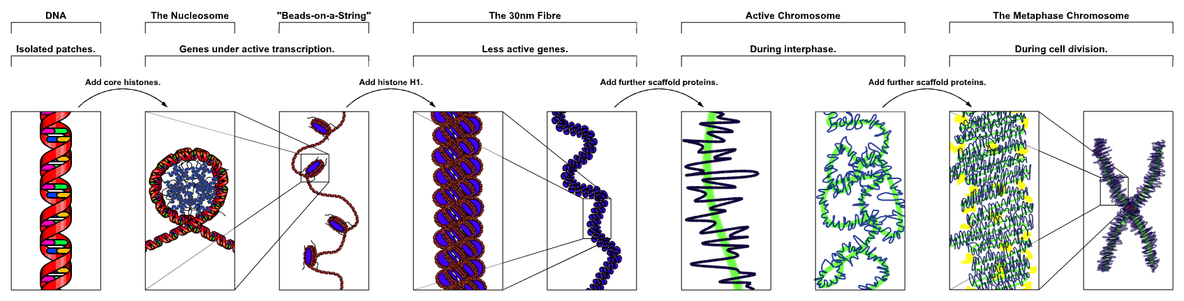 chromatin structures